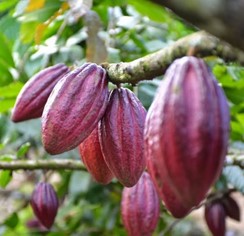 Cocoa beans for Ratio Cocoa Roaster